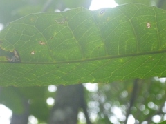 Bocquillonia sessiliflora