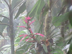 Guzmania wittmackii