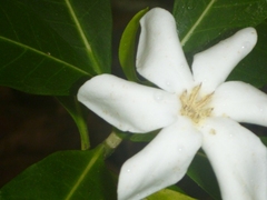 Gardenia urvillei