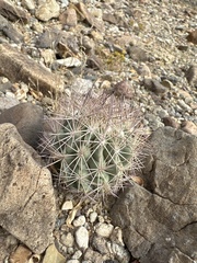 Echinomastus warnockii