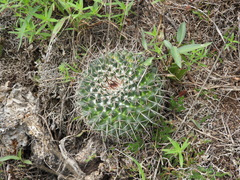 Mammillaria polythele