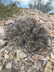 Coryphantha macromeris macromeris