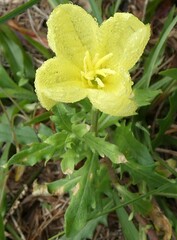 Oenothera laciniata