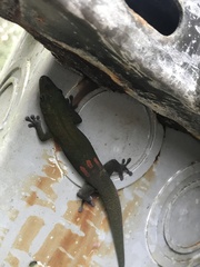 Phelsuma laticauda laticauda