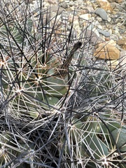 Coryphantha macromeris macromeris