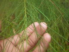 Casuarina collina