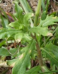 Oenothera laciniata