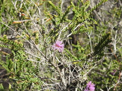 Melaleuca thymifolia