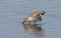 Calidris alpina