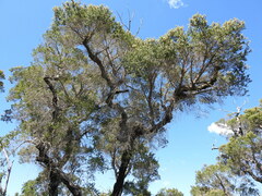 Melaleuca cheelii