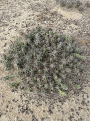 Grusonia aggeria
