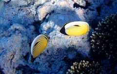 Chaetodon austriacus