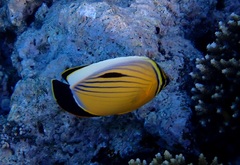 Chaetodon austriacus