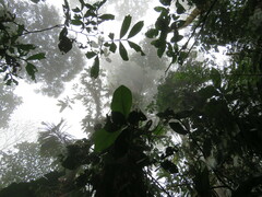 Iriartea deltoidea