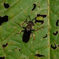 Odyneropsis