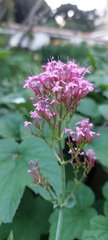 Centranthus ruber