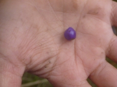 Dianella adenanthera