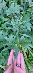Centranthus ruber