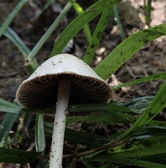 Panaeolus cyanescens