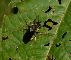 Odyneropsis