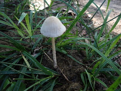 Panaeolus cyanescens