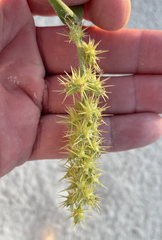 Cenchrus echinatus