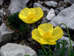 Papaver alpinum