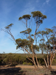 Eucalyptus phenax phenax
