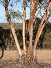 Eucalyptus phenax phenax
