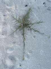 Cenchrus echinatus