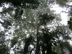 Socratea exorrhiza