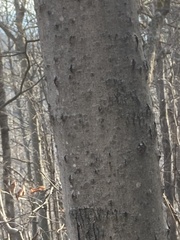 Cryptococcus fagisuga