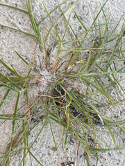 Cenchrus echinatus