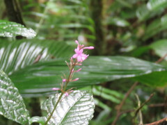 Comparettia falcata