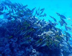 Lutjanus fulviflamma