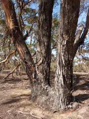 Eucalyptus behriana