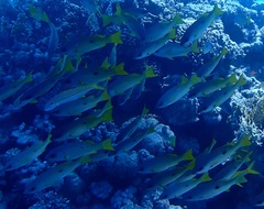 Lutjanus fulviflamma