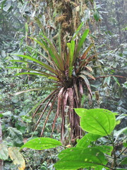 Tillandsia complanata