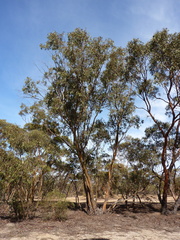 Eucalyptus behriana