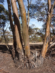 Eucalyptus behriana