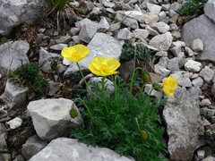 Papaver alpinum