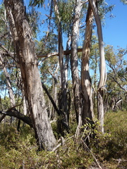 Eucalyptus falciformis