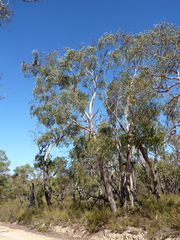 Eucalyptus falciformis