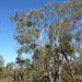 Eucalyptus falciformis - Photo (c) Dean Nicolle, algunos derechos reservados (CC BY-NC), subido por Dean Nicolle