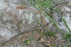 Ophisaurus ventralis