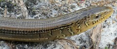 Ophisaurus ventralis