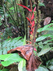 Heliconia vellerigera