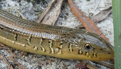 Ophisaurus ventralis