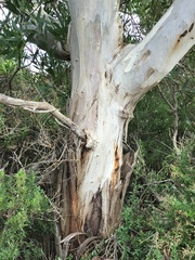 Eucalyptus leucoxylon megalocarpa