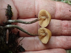 Galerina badipes